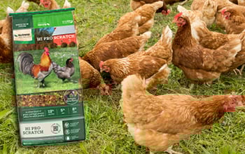 Nutrena Hi-Pro Scratch Grains 7 lb bag