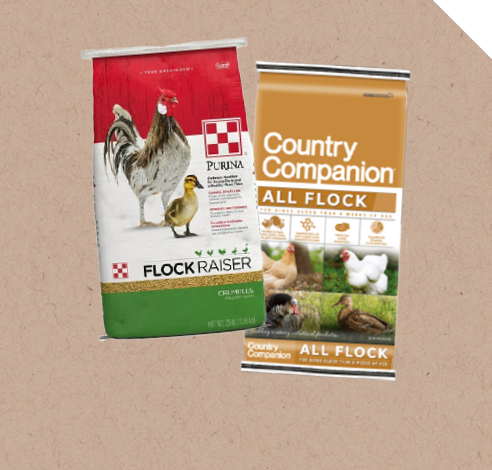 Chicken Feed for All Flocks