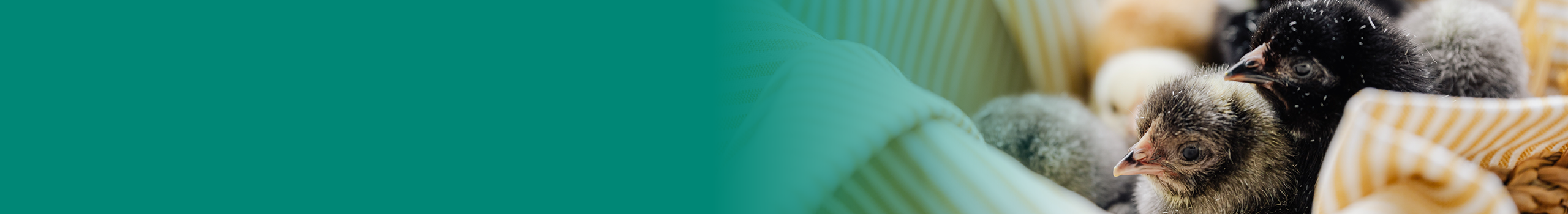 Chicks Guide Thin Banner