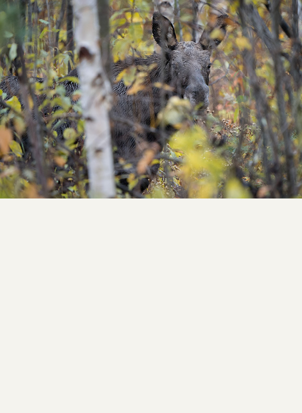 Scent Covers & Attractants