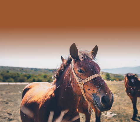 Fly & Pest Control Guide