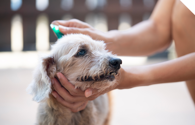 Flea & Tick Control