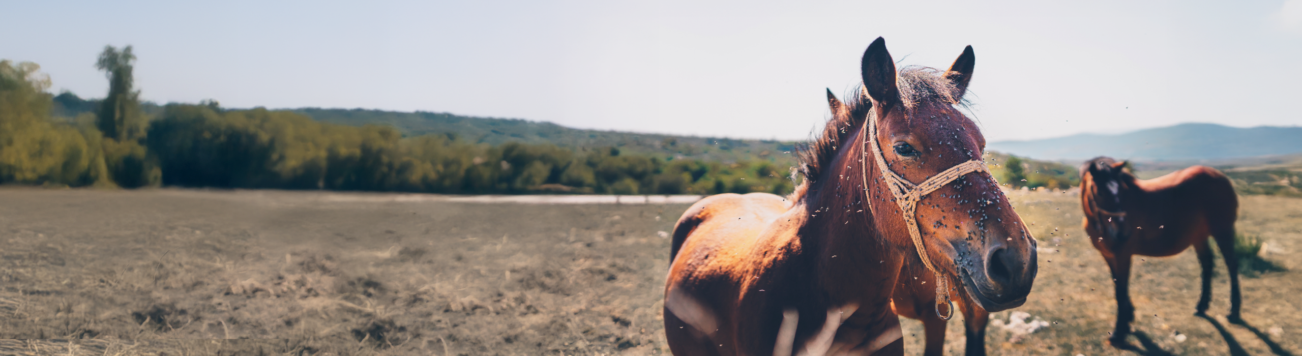 Fly & Pest Guide Desktop